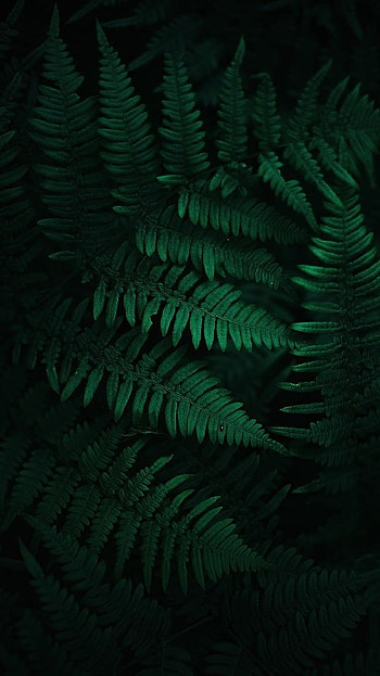 Green Aesthetic, Beautiful HD phone wallpaper