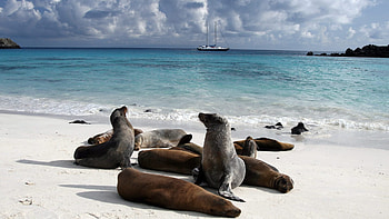 Galapagos Islands, Travel destination, FAQ, Andbeyond HD wallpaper