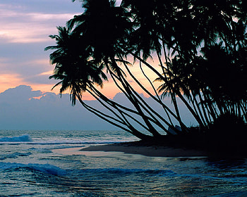 palms, island, trees, sky, ocean HD wallpaper