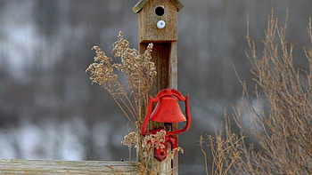 my house, nature, field, birdhouse, fence HD wallpaper