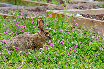 Animals, Grass, Stroll, Clover, Rabbit HD wallpaper