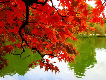 Reflections in fall, leaves, green, red, trees, lake HD wallpaper