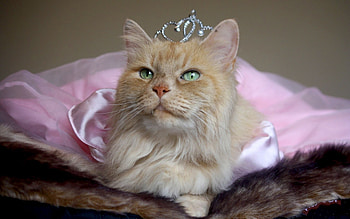Animals, Cats HD wallpaper