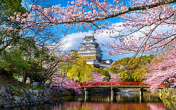 Sakura in Osaka in spring, Japan, Bridge, Sakura, Park, Castle HD wallpaper