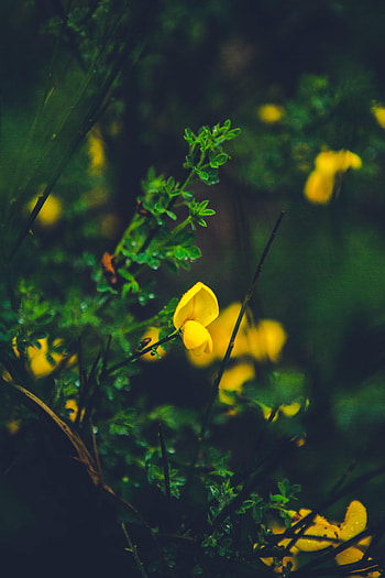 Flowers, Grass, Flower, Macro HD phone wallpaper