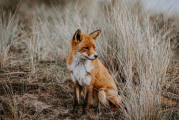 Outdoor, grassland, predator, Fox HD wallpaper