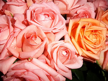 Plants, Flowers HD wallpaper