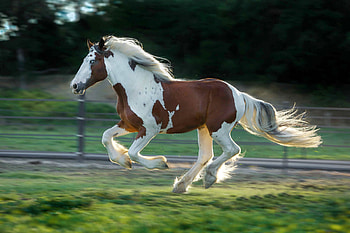 Beautiful Horse with Blue Eyes, nature, outdoors, horse, animals HD wallpaper