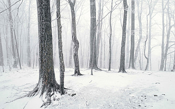 Winter, Nature, Trees, Snow, Shine, Light HD wallpaper