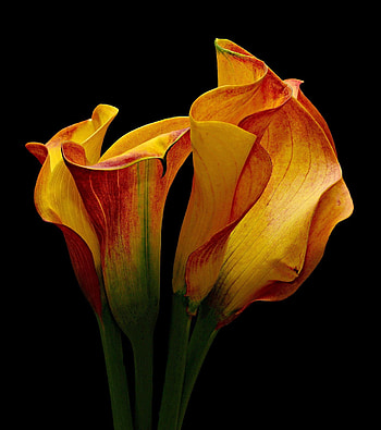 Calla Lily, Yellow and red lilies, Floral enchantment, Graceful elegance HD phone wallpaper