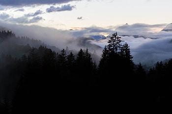 Nature, Trees, Forest, Fog, Spruce, Fir, Evening HD wallpaper