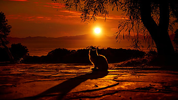 Silhouette of a cat at Sunset, Silhouette, Shadow, Sunset, Orange sky, Tree branches HD wallpaper