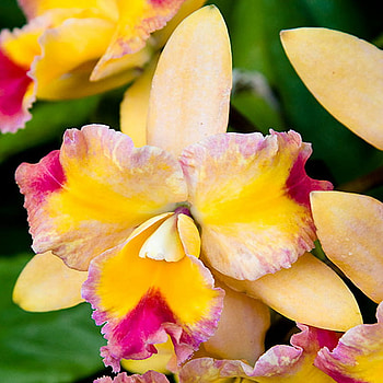 orchid, gypsy, egzotic, flower HD wallpaper
