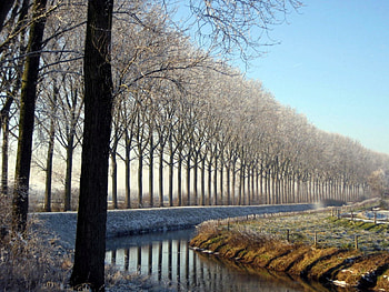 Winter, blue, frost, cold, tree, trees, nature, sky, water, ze HD wallpaper