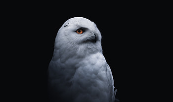 Yellow eye bird, white owl HD wallpaper