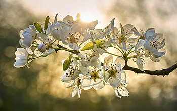 Blossoms, branch, spring, macro HD wallpaper