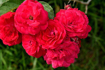 Red Summer Roses, summer roses, summer flower, red roses, pretty roses HD wallpaper