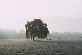 Nature, Wood, Tree, Fog, Field, Willow HD wallpaper