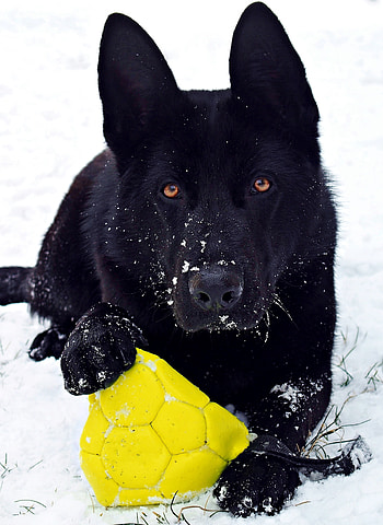 German shepherd, black dog, play, mood HD phone wallpaper