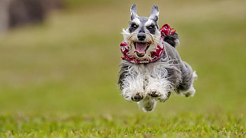 Cute Dog, dog, animal, cute, pet HD wallpaper