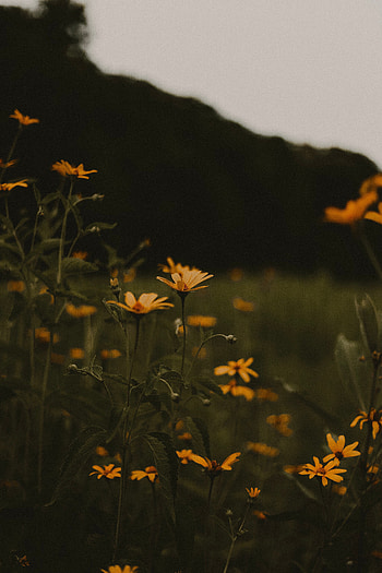 Flowers, Bloom, Flowering, Field HD phone wallpaper