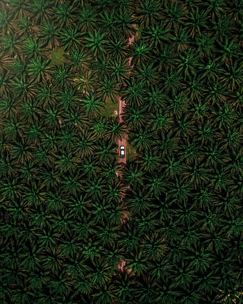 Nature, Palms, View From Above, Road, Car, Branches, Machine HD phone wallpaper