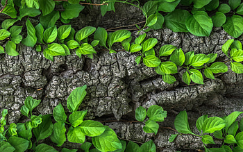 Leaf Macro, leaf, macro, nature HD wallpaper