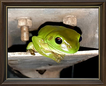 FRAMED FROGS, FROG, NATURE, FRAMED HD wallpaper