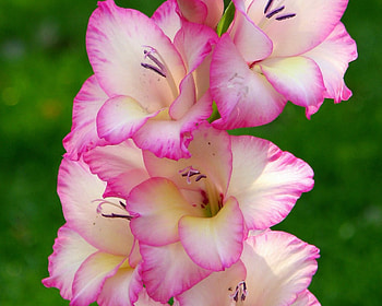 Pretty flowers, garden, nature, petal, flower HD wallpaper