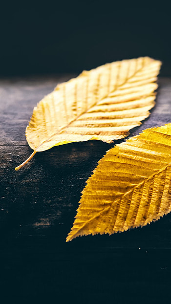Gold Leaf, Elegant and refined, Natural beauty, Stunning visuals HD phone wallpaper