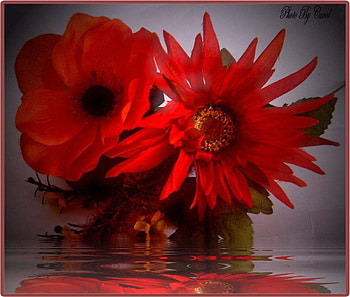 reflection in red, still life, reflection, red, beautiful, flowers, water HD wallpaper