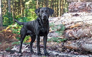 Animals, Forest, Dog, Sight, Opinion HD wallpaper