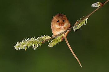 Animal, mouse HD wallpaper