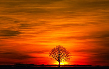 Beautiful sunsets, sky, nature, sunsets, tree HD wallpaper