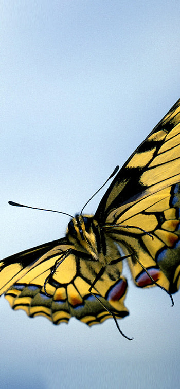 Papilio machaon, Butterflies HD phone wallpaper
