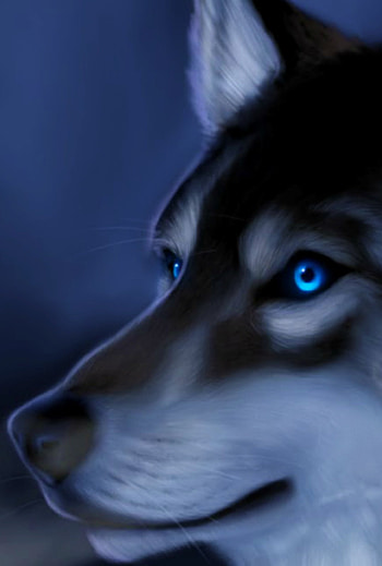 Animal, wolf HD phone wallpaper