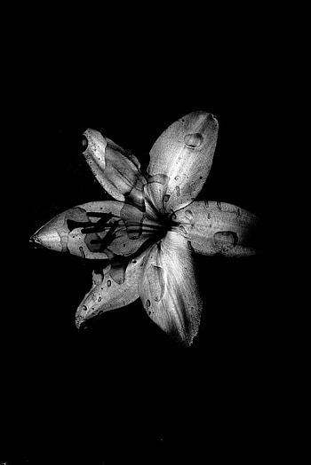 Drops, Flower, Dark, Wet, Bw, Chb, Lily HD phone wallpaper