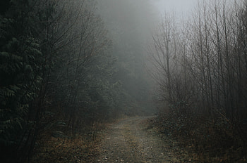 Nature, Road, Turn, Forest, Fog HD wallpaper