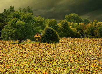 Sunflowers Field, art , old, sunflowers, field, house, beautiful, tress, small HD wallpaper