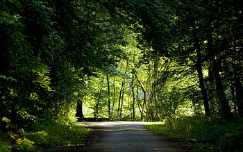 Nature, Trees, Summer, Road, Forest, Greens, Crossroads, Crossroad HD wallpaper