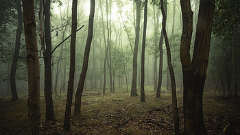 Nature, Trees, Forest, Fog, Branches HD wallpaper