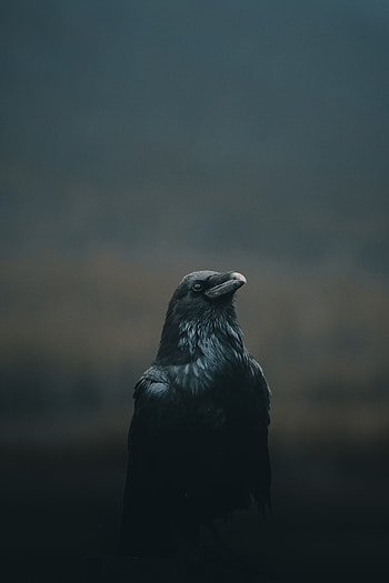 Crow , , Crow collection HD phone wallpaper