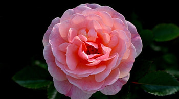 Pink Rose, rose, pink, nature, flower HD wallpaper