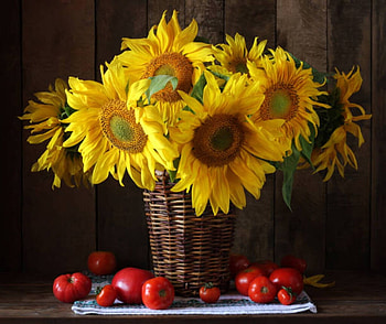 Still life with Sunflowers and berries, Still life, Sunflowers, Summer, Berries HD wallpaper