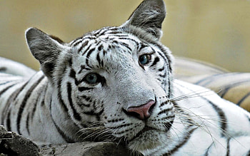 Animals, Grin, Muzzle, Predator, Big Cat, Tiger HD wallpaper