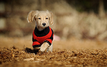 Animals, Puppy, Run, Clothing, Running, Blouse, Jersey HD wallpaper