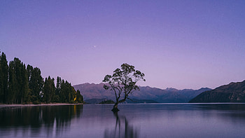 A Lone Tree In The Middle Of A Lake, nature, mountains, lake, pond, tree, sky HD wallpaper