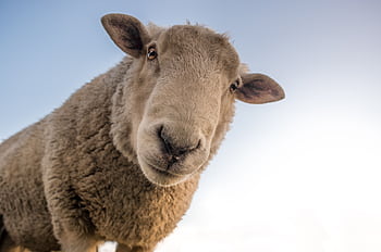 A close-up shot of a curious sheep gazing at the camera in an open field during daytime. HD wallpaper