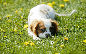 Animals, Flowers, Grass, Muzzle, Puppy HD wallpaper
