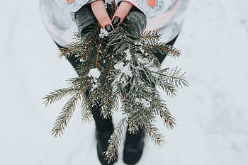 Snow, Miscellanea, Miscellaneous, Branches, Fir, Spruce, Hands HD wallpaper
